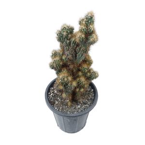 گیاه طبیعی کاکتوس سرئوس مدل صخره ای دفرمه کد c17
